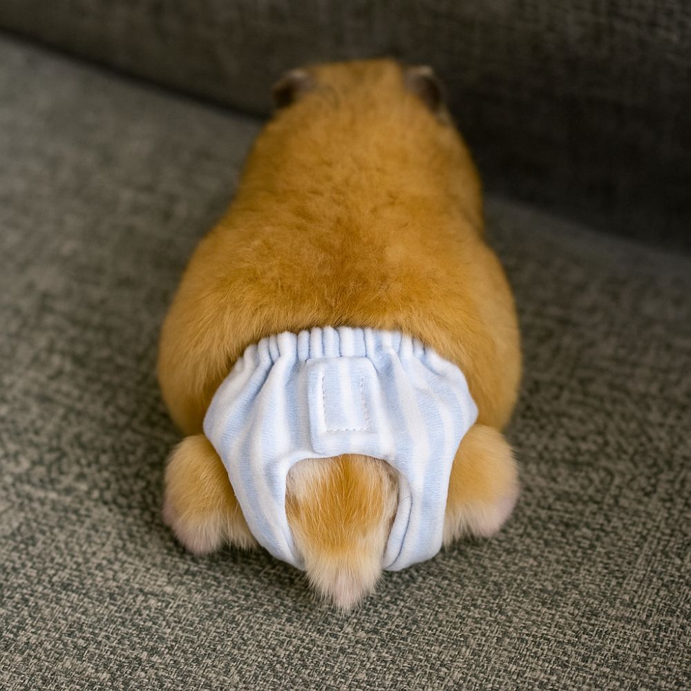 Couches absorbantes pour écure - Period Panty Absorbent avis et prix
